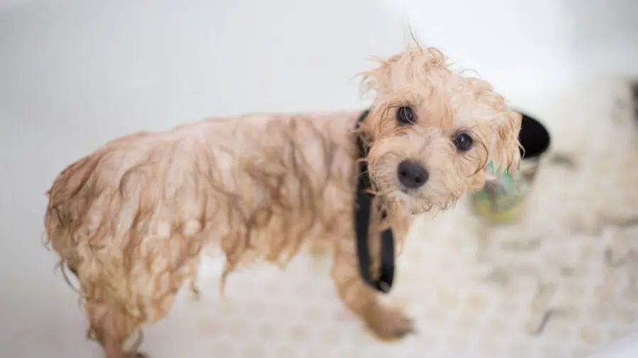 quel shampoing pour chiens
