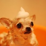 peut on laver un chien avec du savon de marseille ?