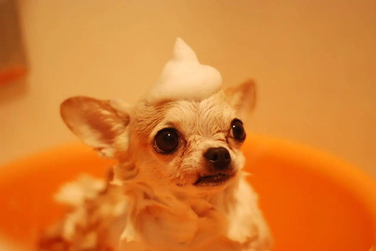 peut on laver un chien avec du savon de marseille ?